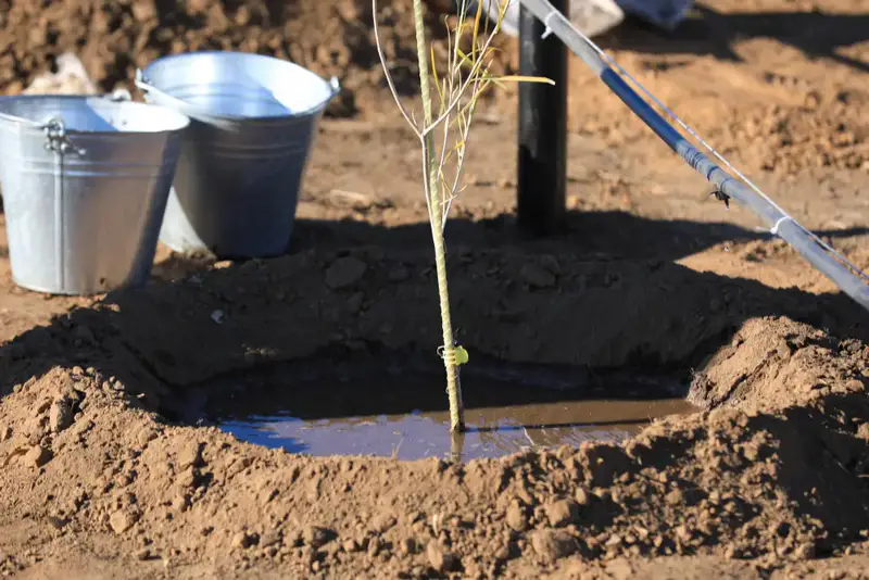 Актобе: высадка реликтового дерева туранги Астане