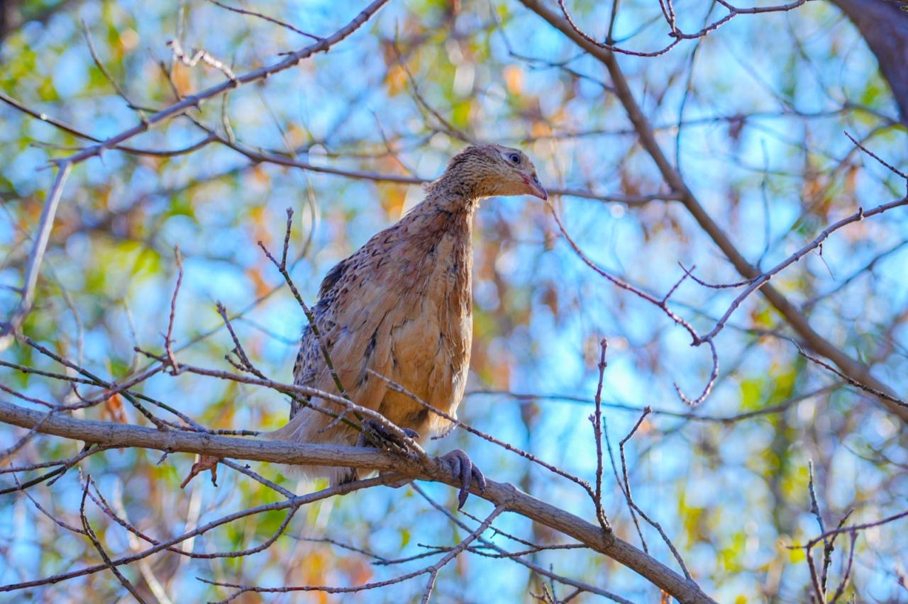 Сотни фазанов были выпущены в зеленый пояс столицы (5)