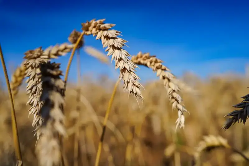 Казахстан собрал 25,9 млн тонн зерна Астане