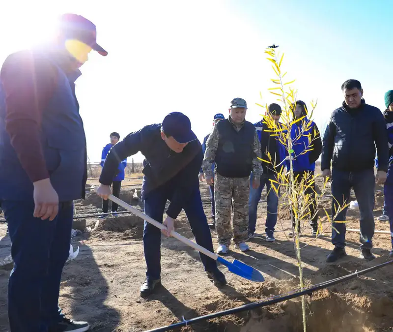 В Актобе впервые высадили реликтовое дерево турангу, приспособленное к засушливому климату (8)