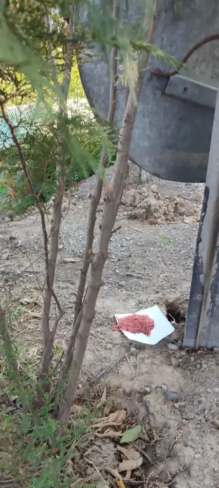 Осенний этап дератизации в Алматы завершен обработка 47 тыс гектаров Астане