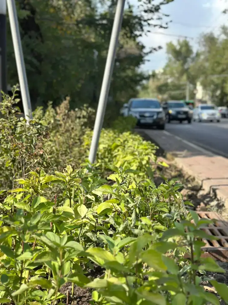 Начинается благоустройство новой зоны отдыха в Алмалинском районе Астане