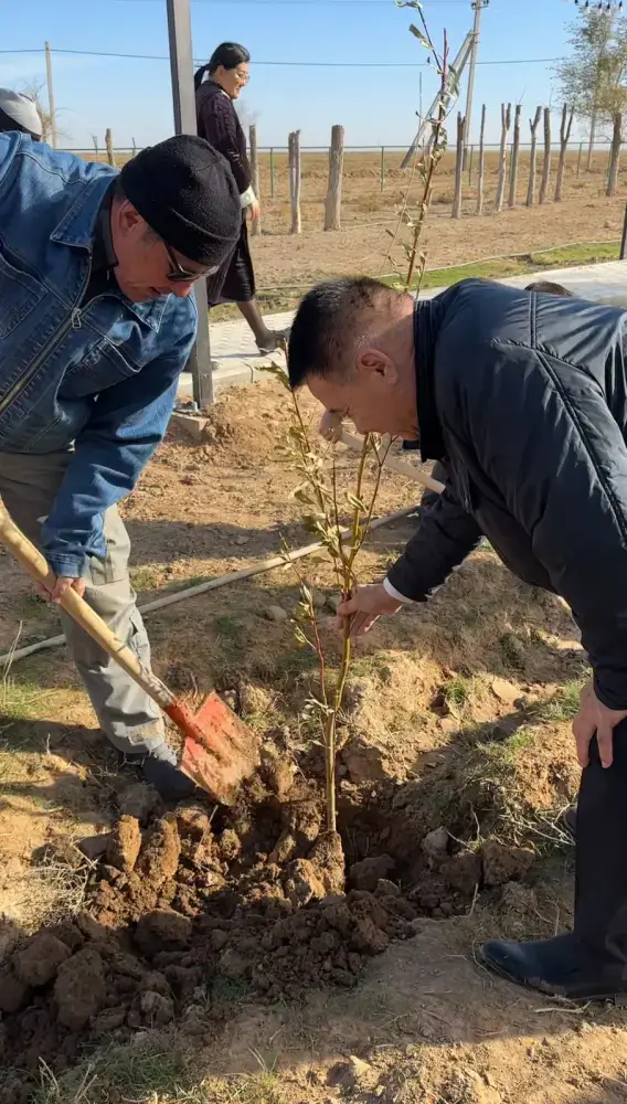 В селе Бодене в рамках акции «Таза Қазақстан» высажено более тысячи саженцев (2)