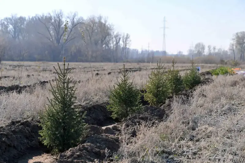 В Семее открылся лесной питомник (7)