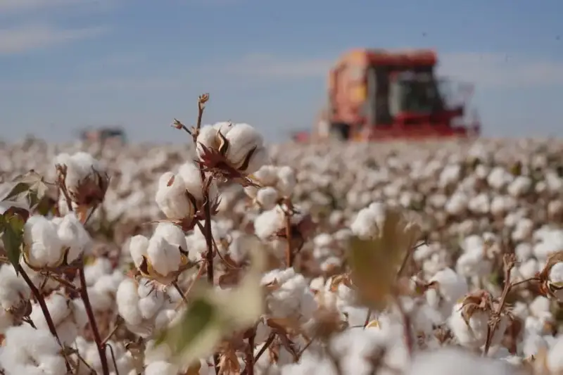В Казахстане завершена уборка хлопчатника с акцентом на устойчивое развитие и государственную поддержку отрасли Астане