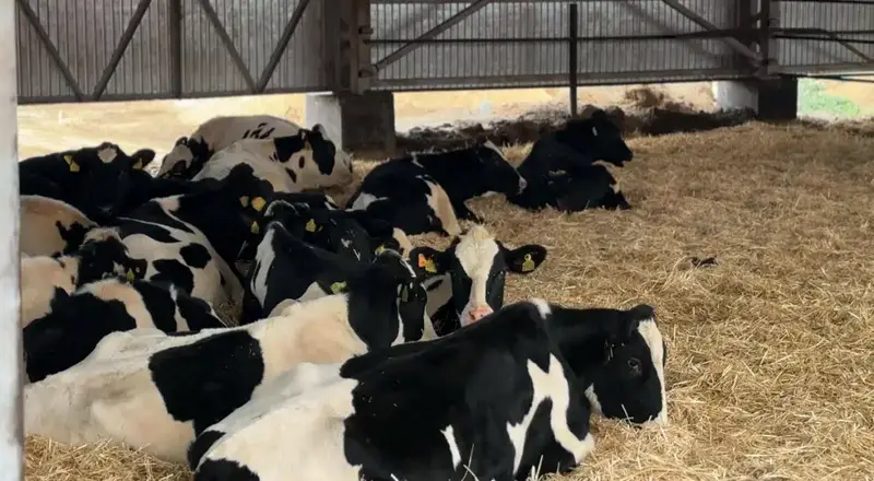 В Актюбинской области ТОО «Айс» привезло из Дании 330 племенных коров для увеличения местного производства молока. Астане