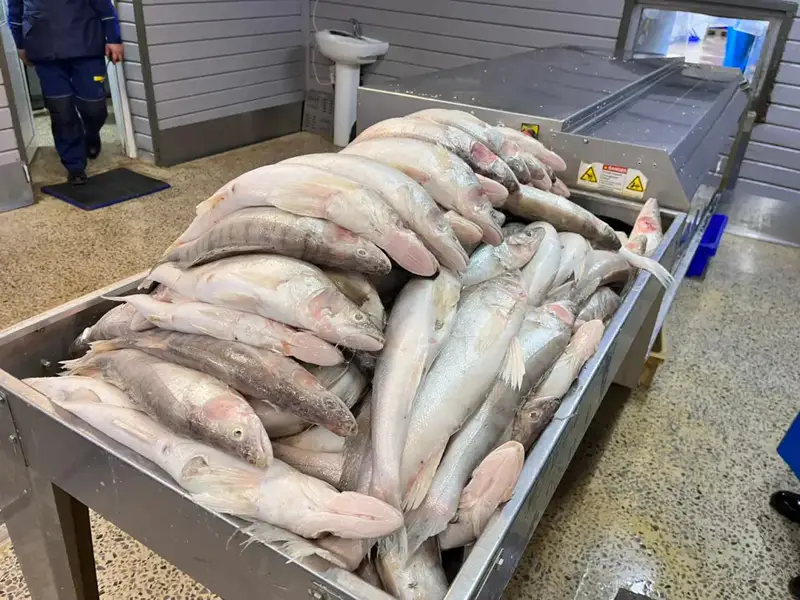 Запуск рыбоперерабатывающего завода в Казахстане: экспорт продукции в Европу Астане
