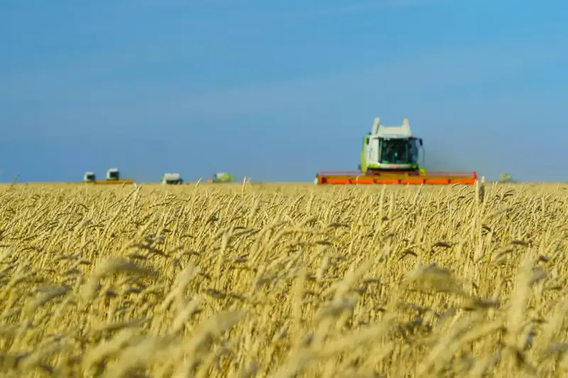 Зерновой урожай в Акмолинской области: золотые поля принесли 7,1 млн тонн Астане