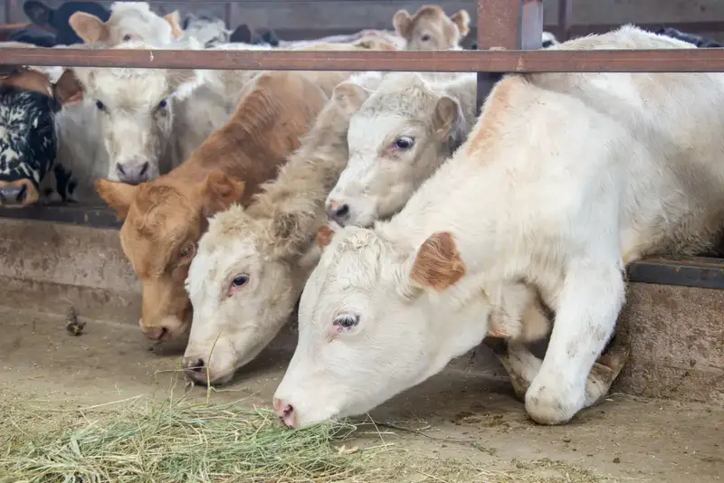 В области Жетісу к зиме заготовили уже свыше 2 млн. тонн кормов, а поголовье сельхозживотных превысило 2,7 млн. голов (5)