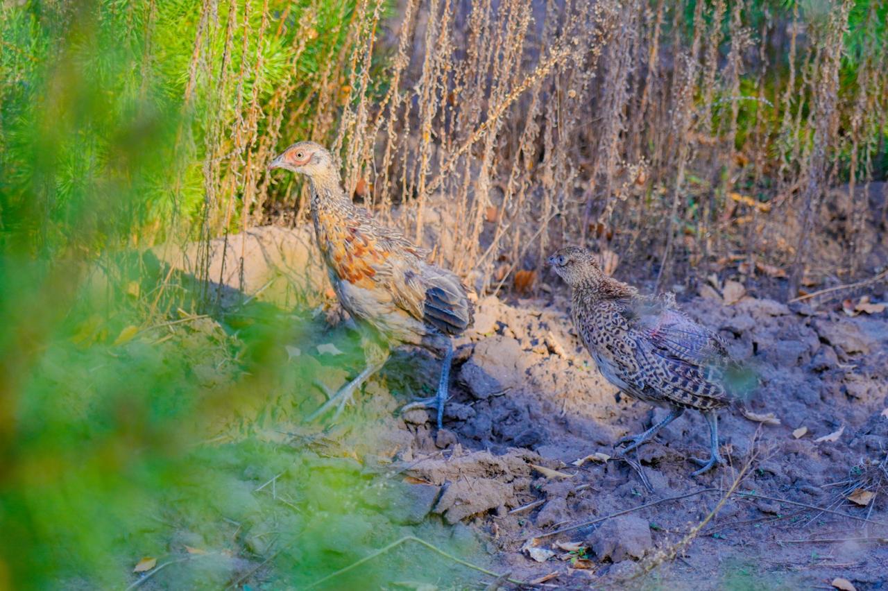 Сотни фазанов были выпущены в зеленый пояс столицы (2)