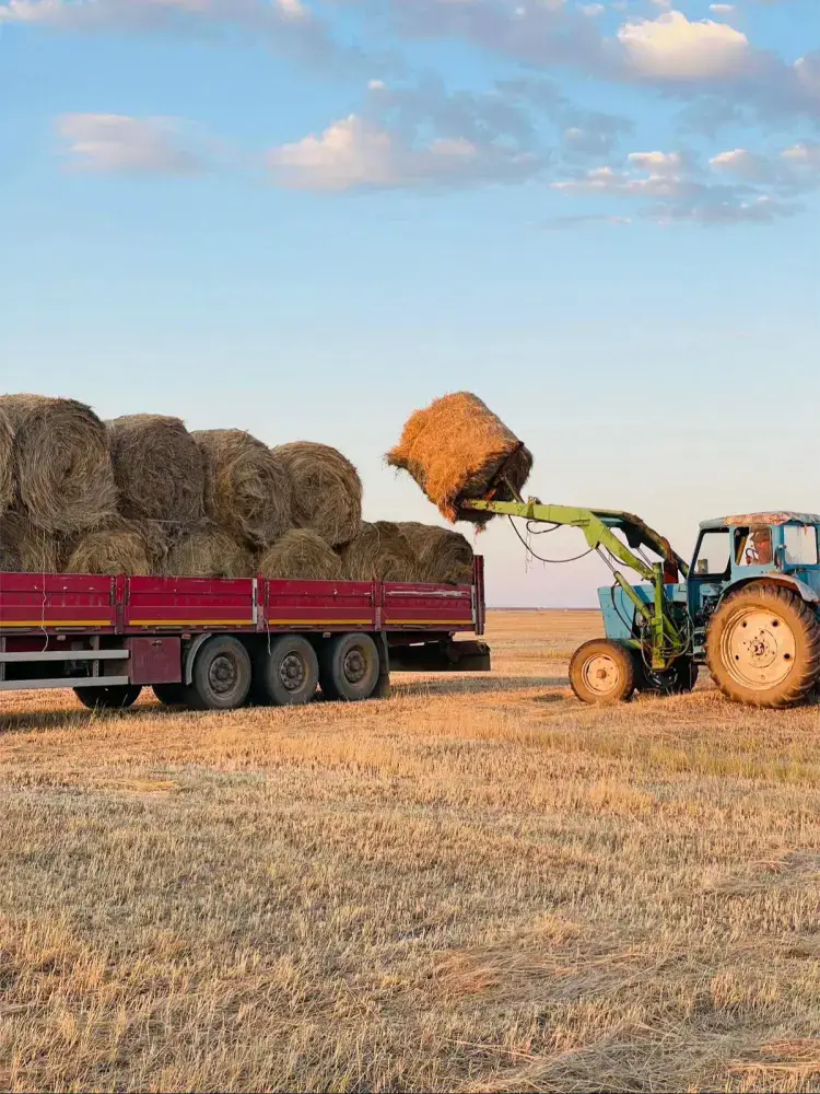 Казахстан собрал 36 миллионов тонн кормов для животных в этом году Астане