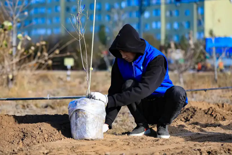 В Актобе впервые высадили реликтовое дерево турангу, приспособленное к засушливому климату (7)