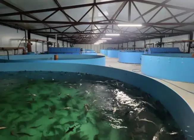 «Костанайский осетр» готов увеличить производственную мощность в 2 раза (4)