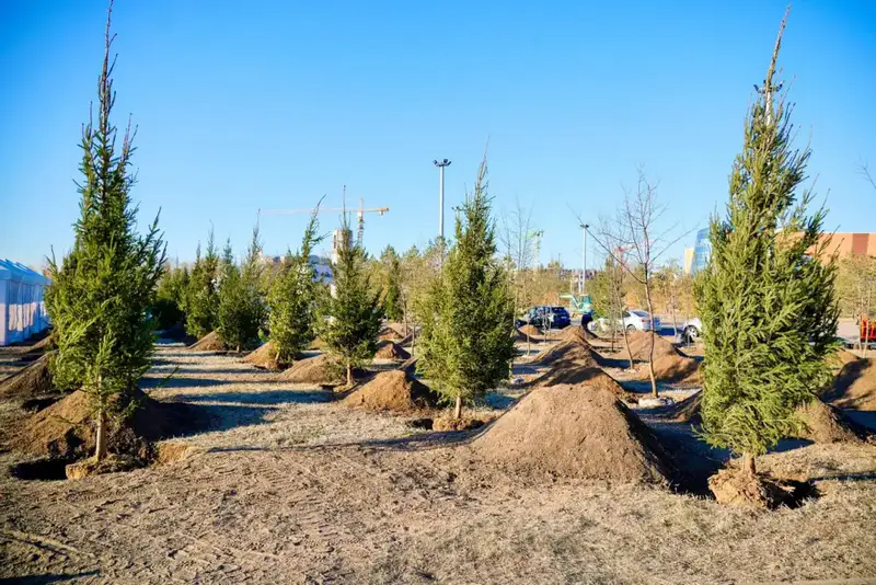 Более 1 млн зеленых насаждений высадят в Астане в текущем году (10)