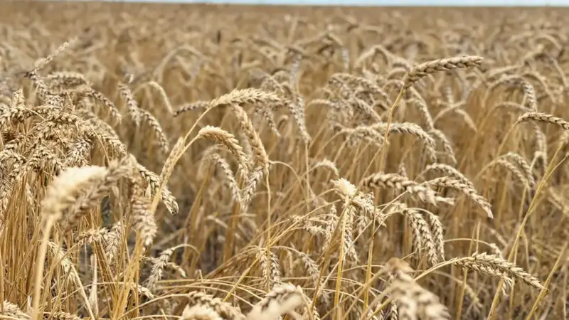 В Казахстане завершена уборка 94,1% зерновых культур, намолочено 24,6 млн тонн зерна Астане