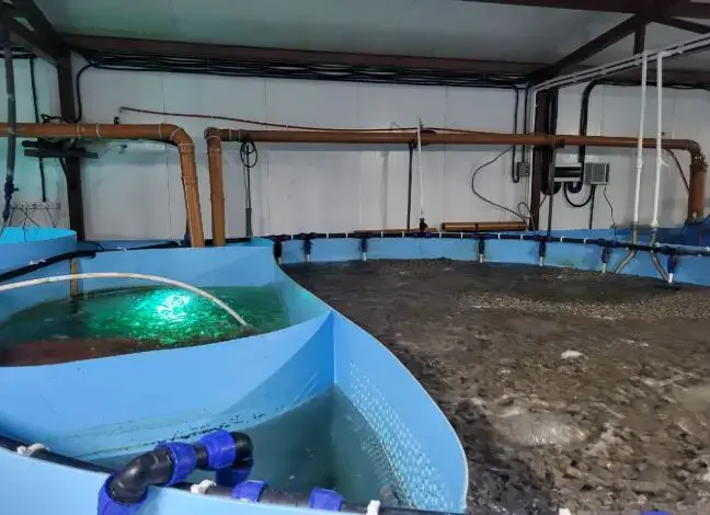 «Костанайский осетр»: удваиваем мощность, удваиваем качество! Астане