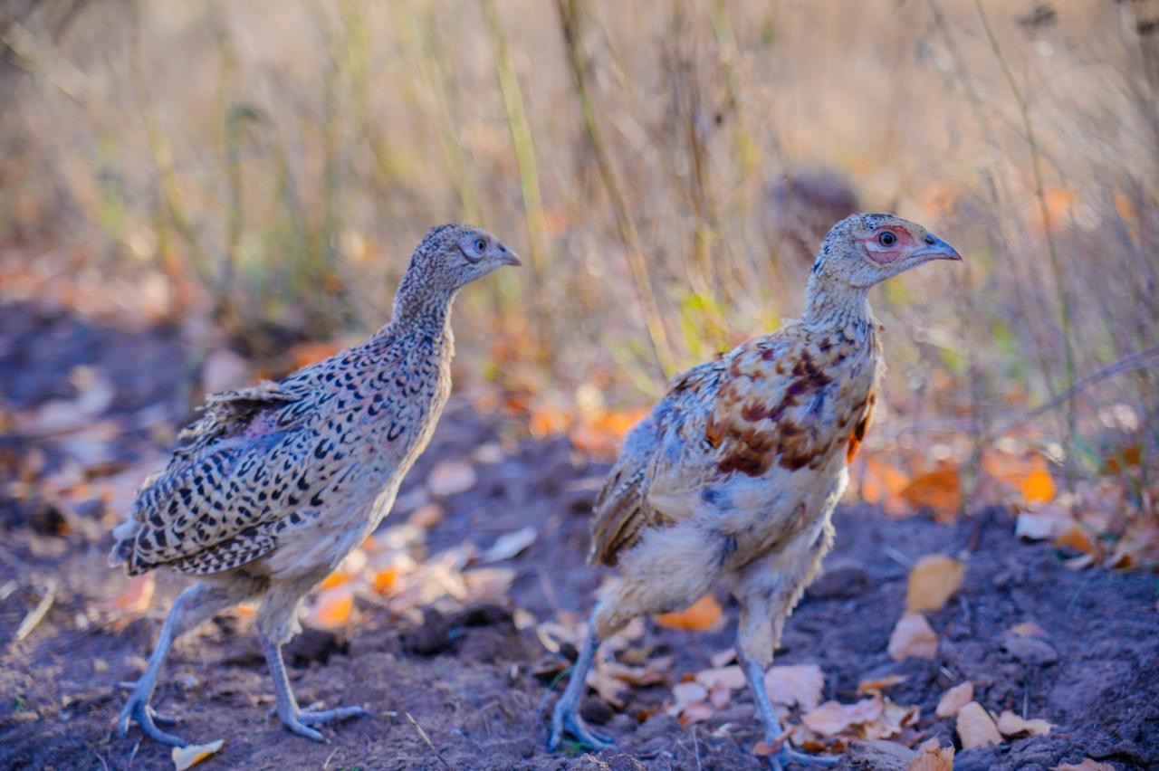 Сотни фазанов были выпущены в зеленый пояс столицы (4)