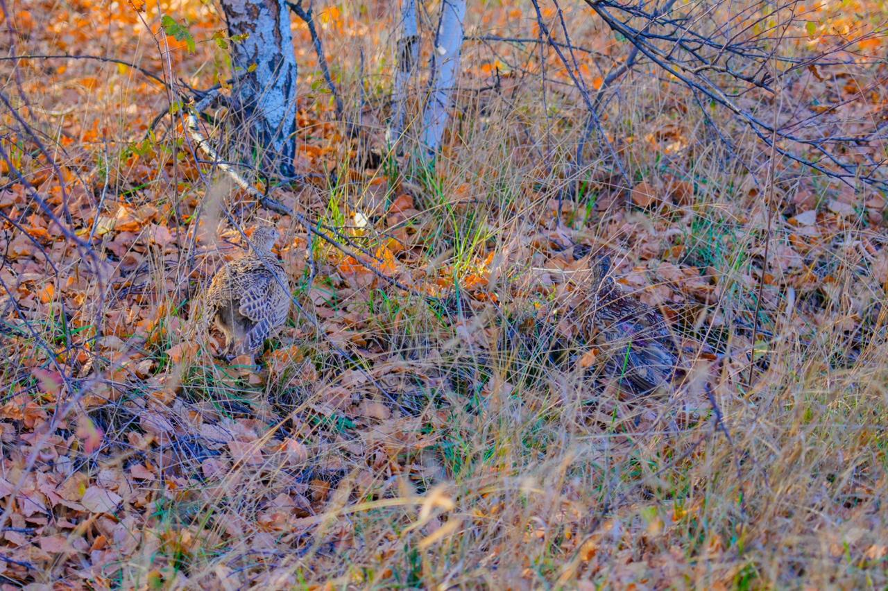 В Астане выпустили 325 жетысуских фазанов для борьбы с вредителями