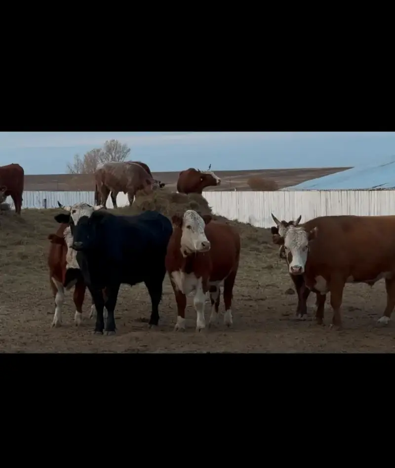 Амангалий Бердалин ознакомился с деятельностью аграрных хозяйств Актюбинской области (4)