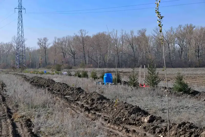 В Семее открыт новый лесной питомник с высадкой 10 тысяч саженцев Астане