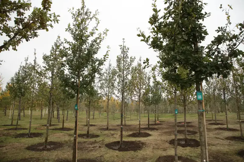 Более 150 тысяч жителей вышли на общегородской субботник в Астане (4)