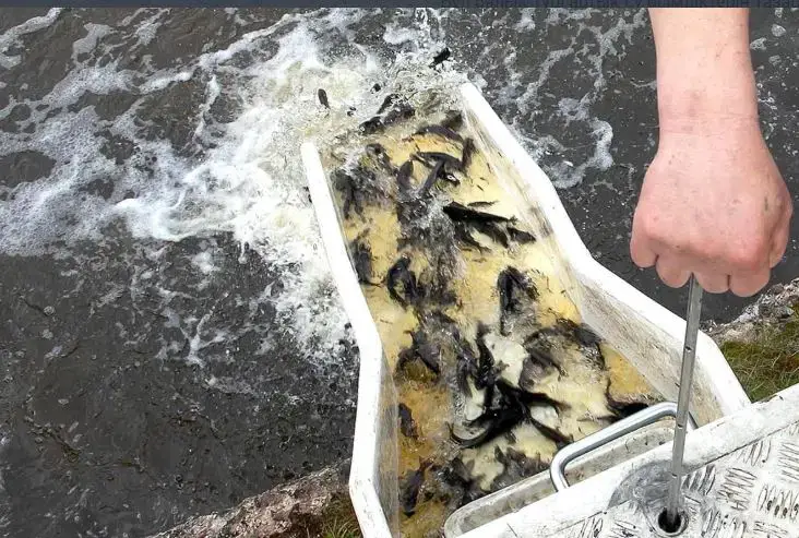 Река Есиль наполнилась жизнью: более 600 тысяч карпов и белых амуров вернулись домой Астане