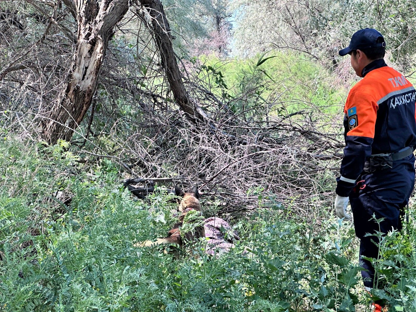 Оценка готовности кинологических расчётов: собаки-спасатели МЧС прошли аттестацию (7)