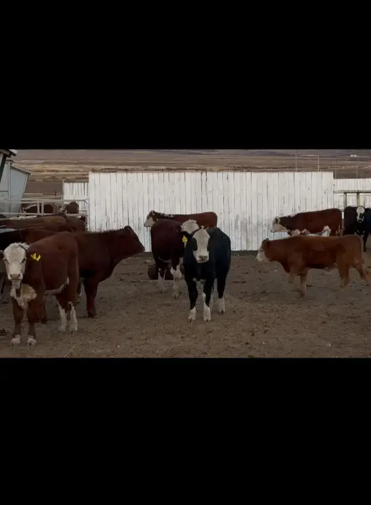 Амангалий Бердалин осматривает аграрные хозяйства Актюбинской области в рамках рабочей поездки Астане