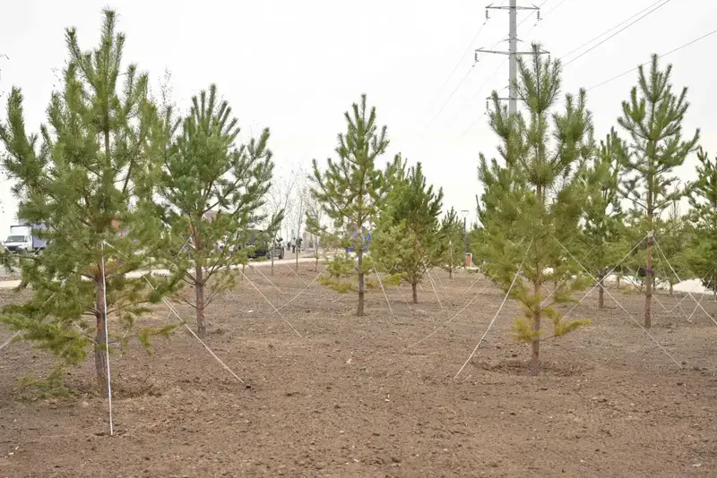 В области Абай высажено 5 тысяч саженцев деревьев (6)