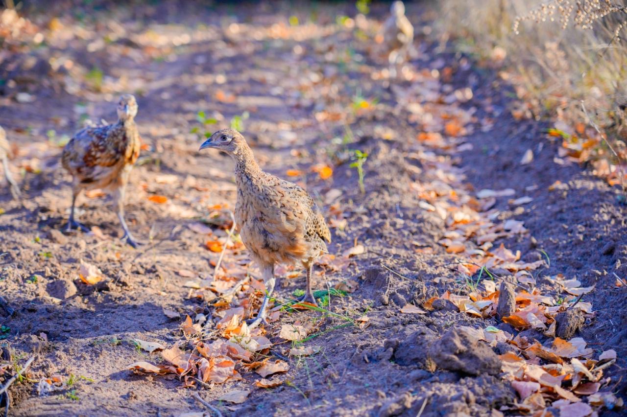 Сотни фазанов были выпущены в зеленый пояс столицы (8)