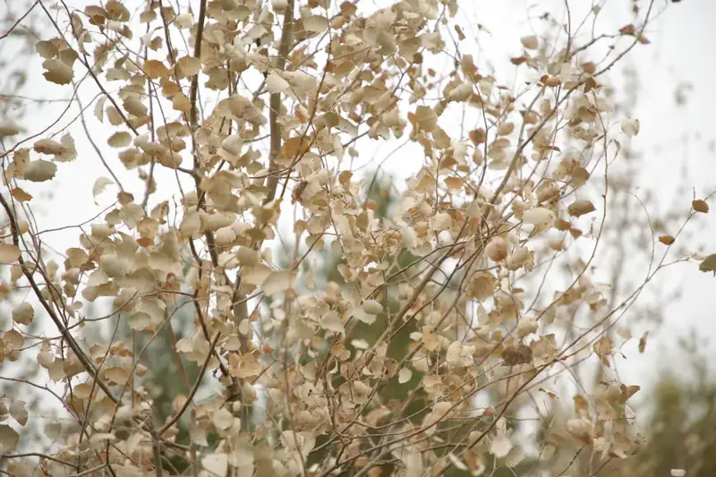 Более 150 тысяч жителей вышли на общегородской субботник в Астане (7)