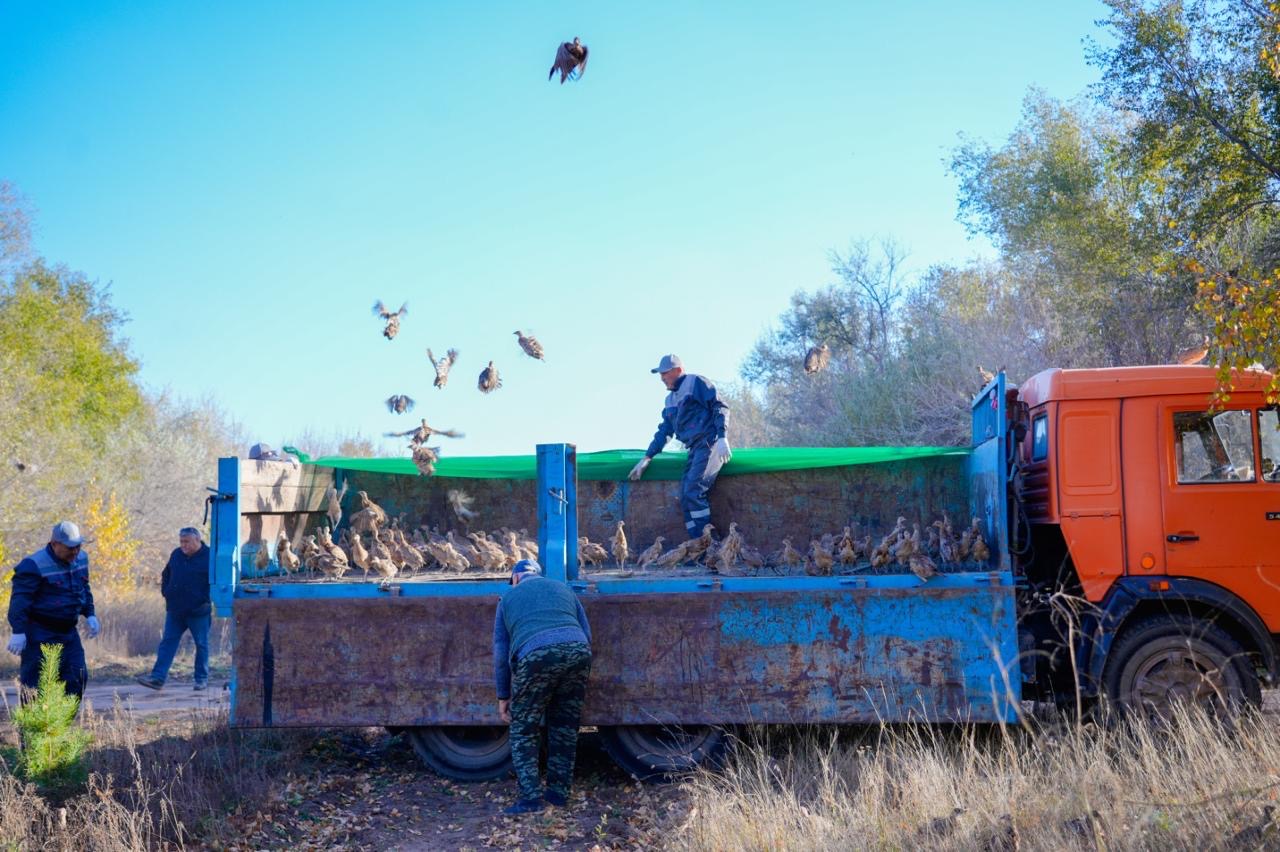 Сотни фазанов были выпущены в зеленый пояс столицы (7)