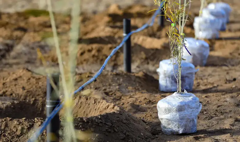 В Актобе впервые высадили реликтовое дерево турангу, приспособленное к засушливому климату (6)