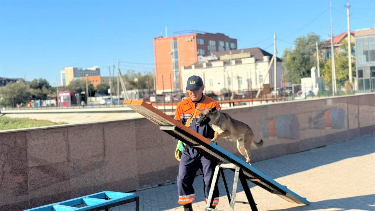 Оценка готовности кинологических расчётов: собаки-спасатели МЧС прошли аттестацию (6)
