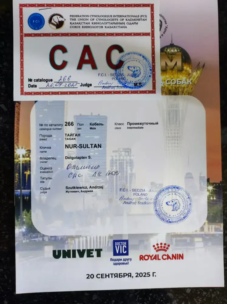 Тайган из Осакаровского района признан лучшим представителем породы в Казахстане (8)