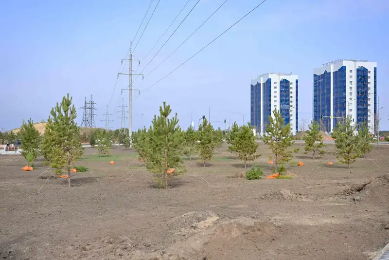 В области Абай высажено 5 тысяч саженцев деревьев (2)