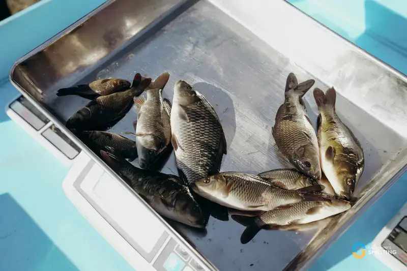 В озеро Балхаш выпустили 125 тысяч сеголеток сазана (3)