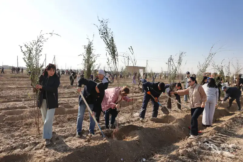 Посадка деревьев в Таразе в рамках экологической кампании Таза Қазақстан Астане