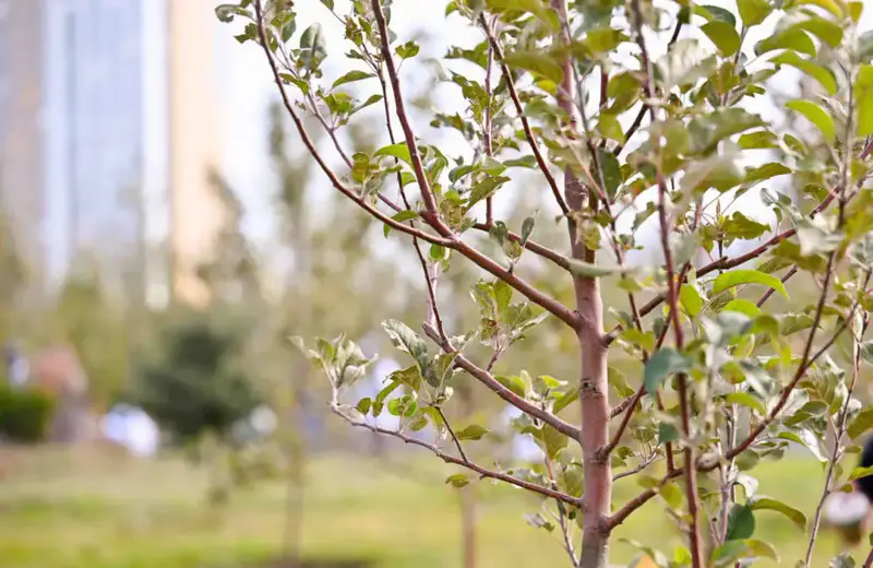 170 дворовых и общественных пространств благоустроили в Астане (5)