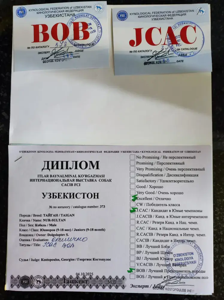 Тайган из Осакаровского района признан лучшим представителем породы в Казахстане (6)