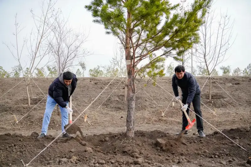 Зеленый след интеллигенции: поэты сажают деревья! Астане