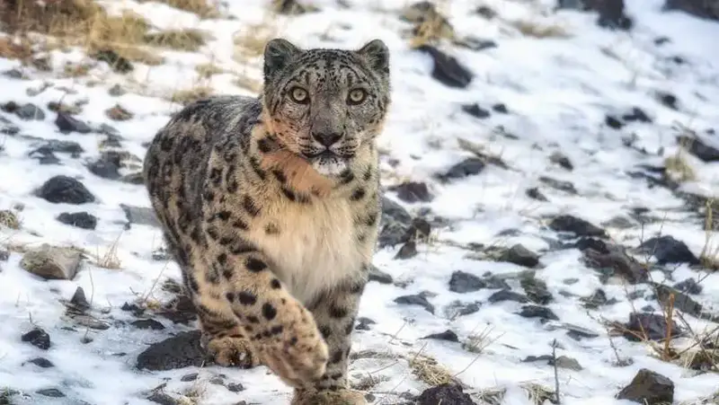 23 октября – Международный день снежного барса! (3)