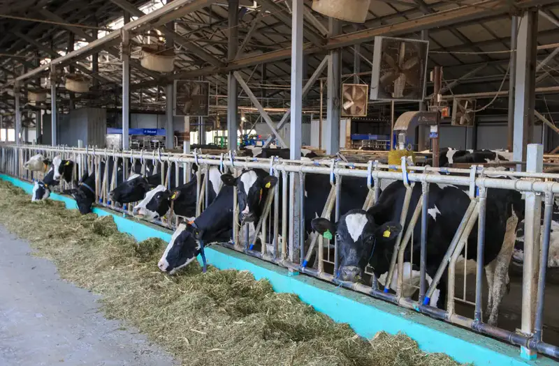 Забота о сельскохозяйственных животных в Жетісу: подготовка более 2 миллионов тонн кормов к зимнему сезону Астане