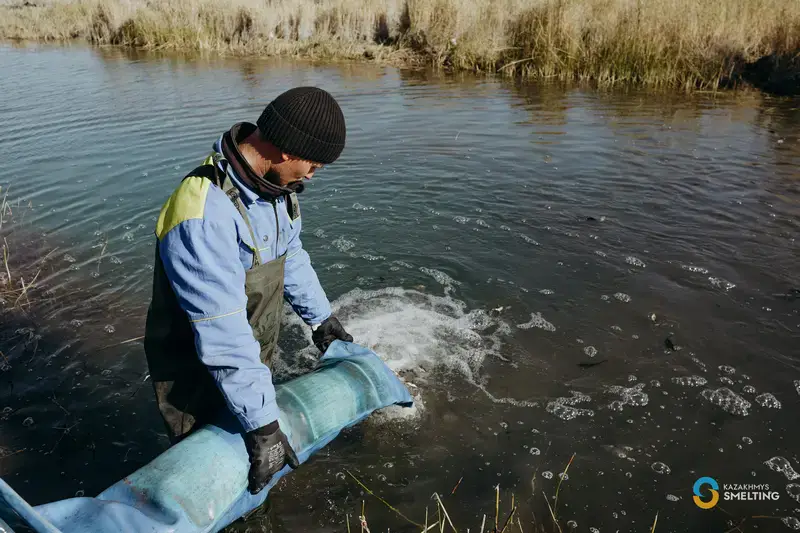 В озеро Балхаш выпустили 125 тысяч сеголеток сазана (8)