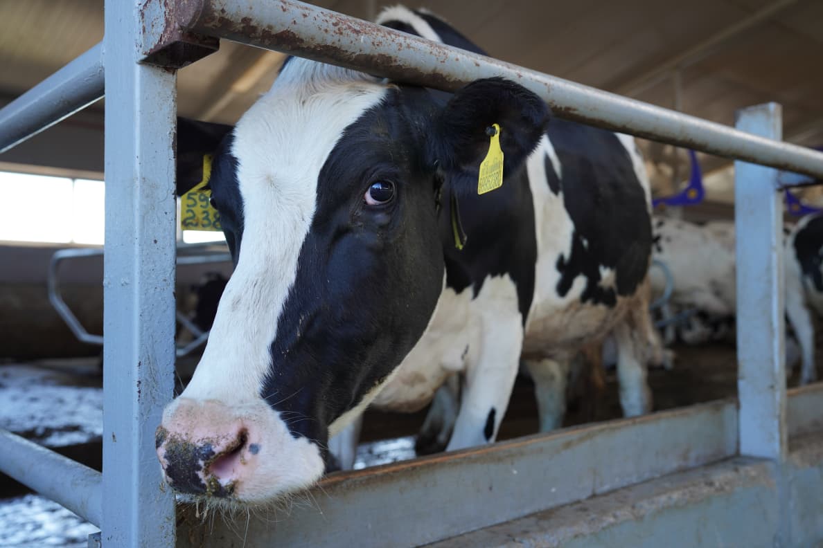 Айдарбек Сапаров ознакомился с деятельностью хозяйства «Шуйское XXI» в Акмолинской области (3)