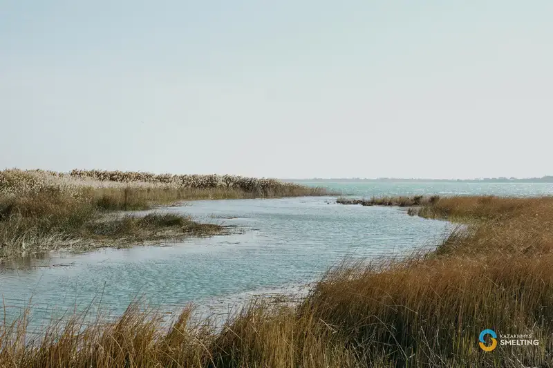 125 тысяч сазанов: новое поколение для озера Балхаш! Астане