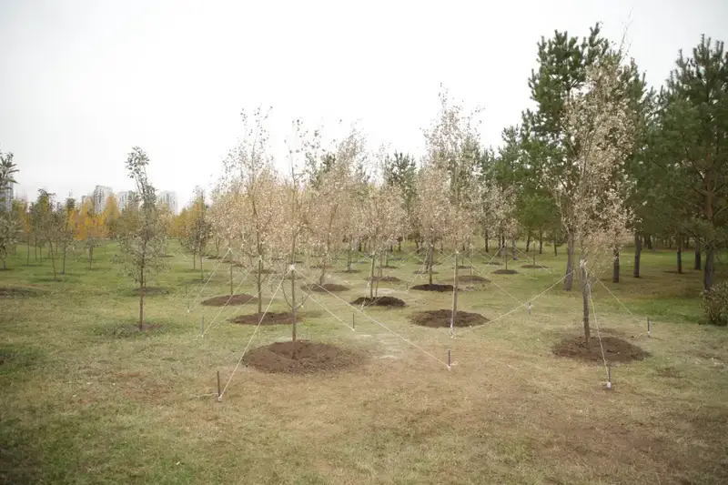 Более 150 тысяч жителей вышли на общегородской субботник в Астане (8)