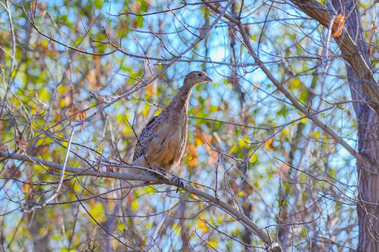 Сотни фазанов были выпущены в зеленый пояс столицы (6)