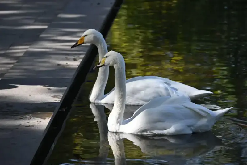 Дархан Сатыбалды провел выездной осмотр благоустройства природных зон Алматы (5)