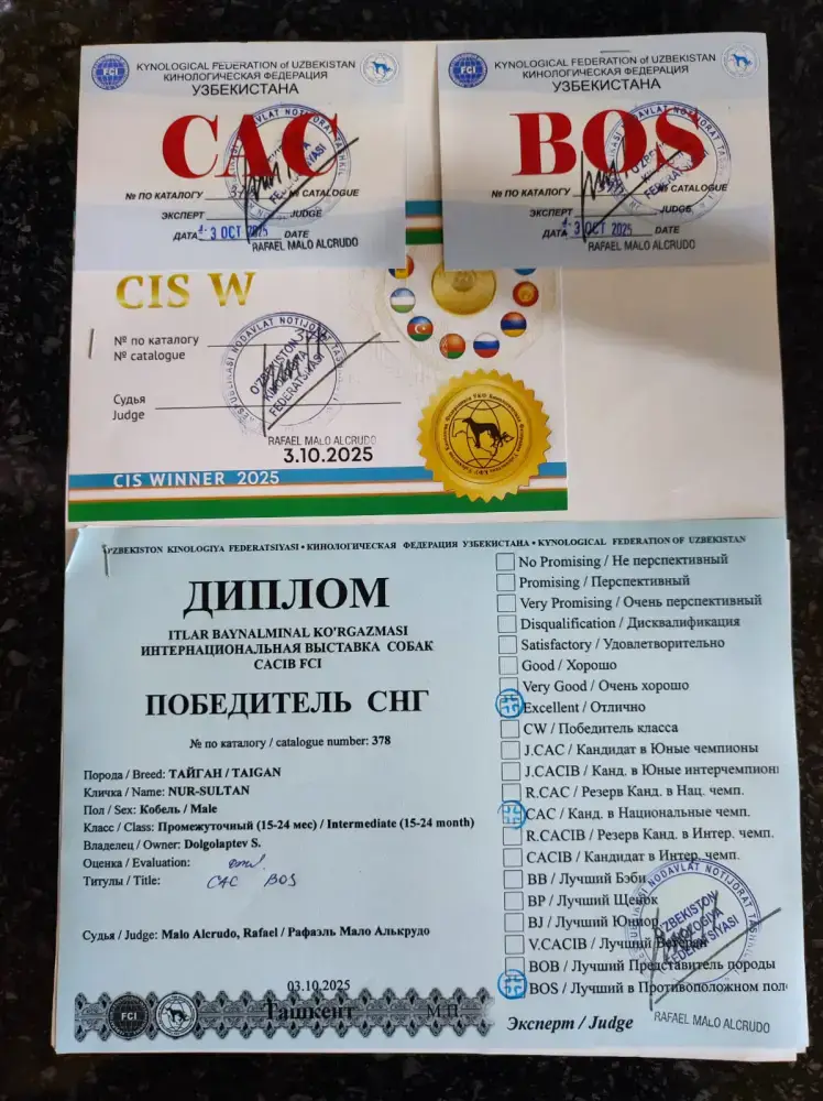 Тайган из Осакаровского района признан лучшим представителем породы в Казахстане (5)